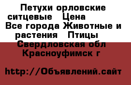 Петухи орловские ситцевые › Цена ­ 1 000 - Все города Животные и растения » Птицы   . Свердловская обл.,Красноуфимск г.